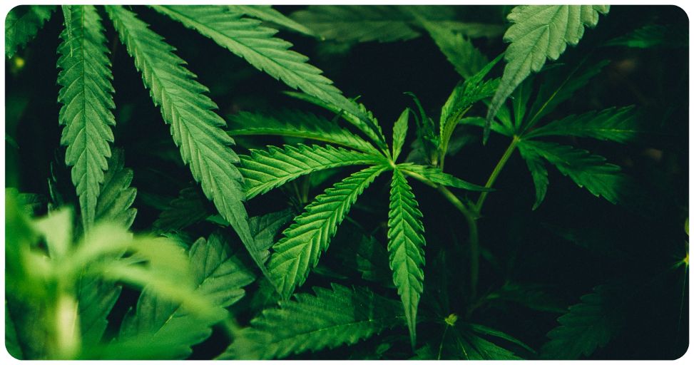 comment vapoter du cbd